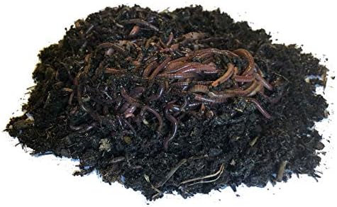 Nature's Little Recyclers 1,000+ Red Worms, Red Wigglers, Compost Earthworms, Organic, Sustainably Raised