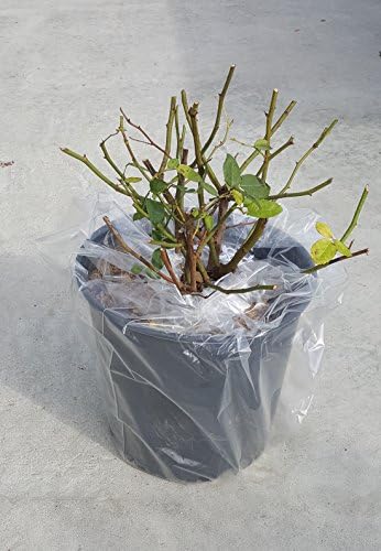 Rosa X Purple Pavement (Rose) Rose, purple flowers, #3 - Size Container