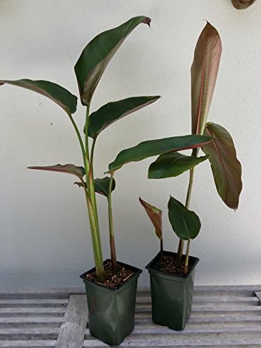 'Hanging Lobster Claw' Heliconia Rostrata Live Plant Bird of Paradise Tropical Plant