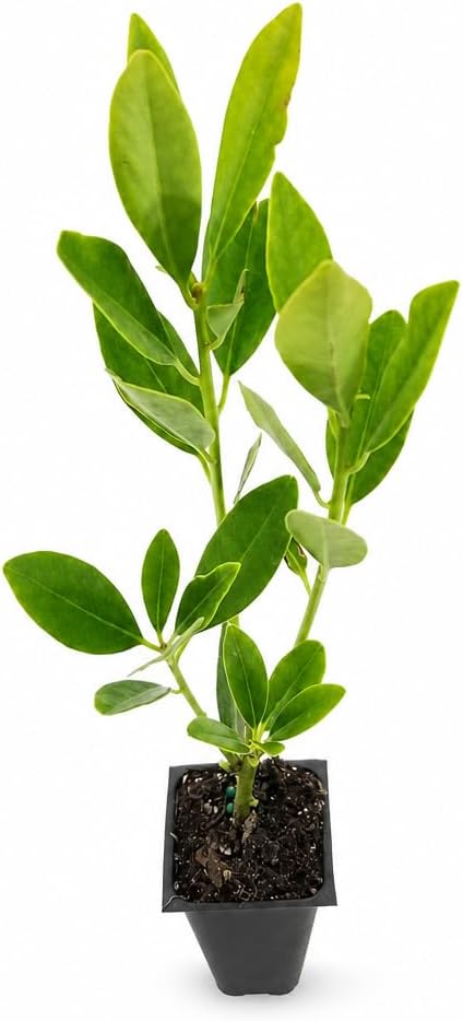 Anise Forest Green - 10 Live Plants - Illicium Parviflorum - Shade Loving Evergreen Hedge