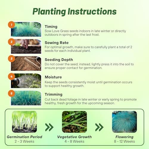 Outsidepride 500 Seeds Perennial Eragrostis Spectabilis Ornamental Love Grass Seed for Planting