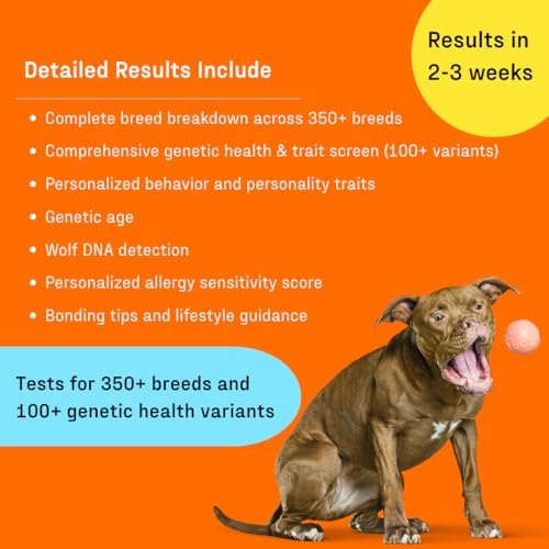 DNA My Dog Premium Dog DNA Test – Identify 350+ Breeds | Genetic Health & Trait Screening | Wolf DNA & Genetic Age | Easy At-Home Cheek Swab