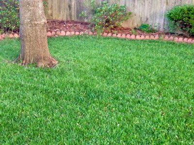 Titan Rx (Ultra) Tall Fescue Grass Seeds - 50 Lbs.