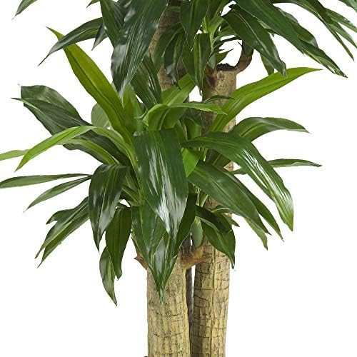 Nearly Natural 62IN Artificial Corn Stalk Dracaena Plant, Tall Fake Plant for Indoor Home Décor, Real Touch Faux Plant | Multi-Tonal Trunks