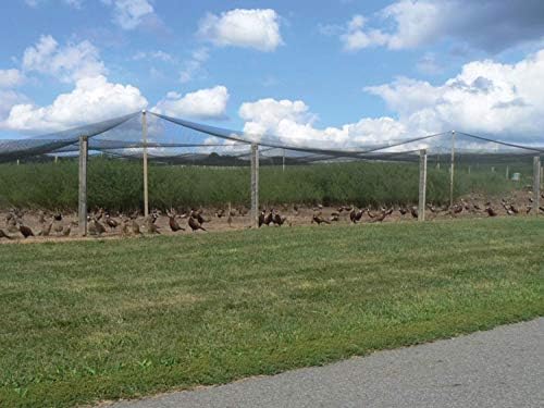 Stromberg’s 2” Mesh Heavy Duty Knotted Aviary Netting, UV Resistant Polyethylene Fiber for Game Birds, Pheasants & Poultry, 85 Lbs Break Strength Durable Against Weather and Predators, Size 25' x 50'