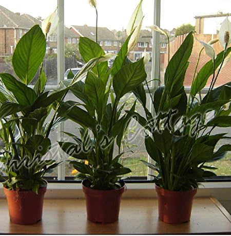 1-Peace Lily Plant - Spathyphyllium - Great House Plant - 6" Pot Unique -from jmbamboo