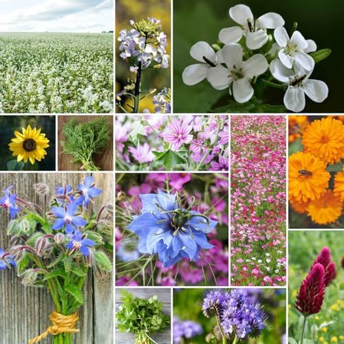 Eden Brothers The Bees Knees Pollinator Wildflower Seed Mix, 1/4 lb (135,000+ Seeds) Throw and Grow - 100% Pure, No Fillers - 18-Variety Non-GMO Annual + Perennial, Covers up to 1,100 SqFt, Zones 3-10