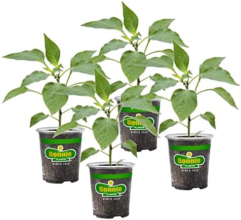 Bonnie Plants Sweet Banana Pepper - 4 Pack Live Plants, 6 Inch Fruit Size, Great For Frying & Pickling