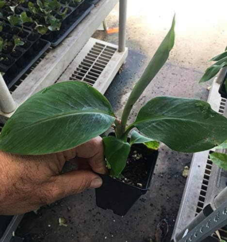 Manzano Apple Banana Plant ***Rare*** Live Manzano Apple Banana Tree