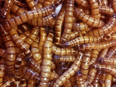25 Live Superworms - Kingworms for Feeding Reptiles, Birds, Chickens and Fishing Bait by DBDPet | Live Arrival is Guaranteed