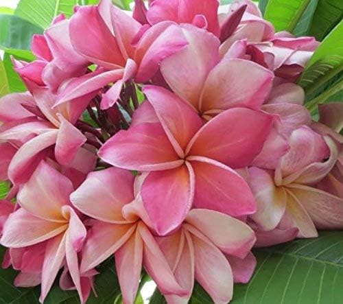 4 PK Hawaiian Pink Plumeria Frangipani Plant Cuttings Approx. 10 Inches each ~ Discount HawaiianGifts