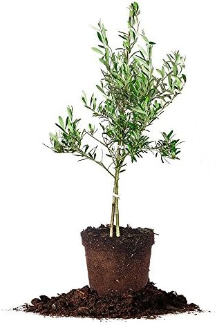 Arbequina Olive Tree - Live Plant, Includes Special Blend Fertilizer & Planting Guide