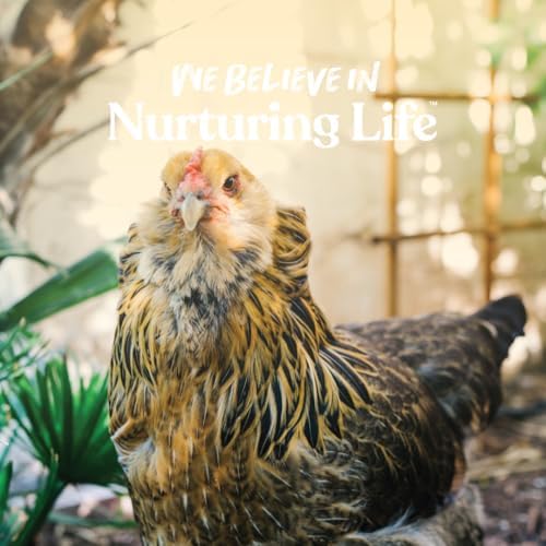 Manna Pro Layer Crumbles Chicken Feed, 16% Protein, Digestive Aid, 8 lb Bag | Complete Feed for Laying Hens, 16% Protein Formula, Added Probiotics, Supports Egg Production & Digestion