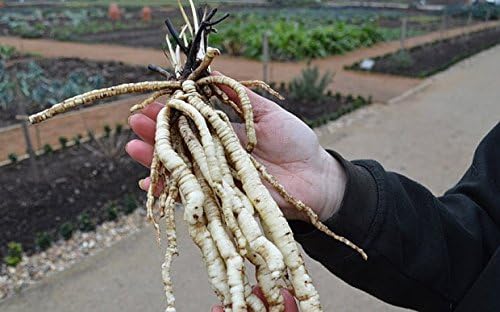 Organic Skirret Plants (Sium sisarum) - Easy to Grow Perennial Root Vegetable like Carrots or Parsnips - Plant Starts