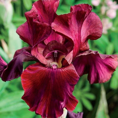 Fancy Mixed Bearded Iris Root,Rhizome, Plant,Start, for Spectacular Flowers Year After Year