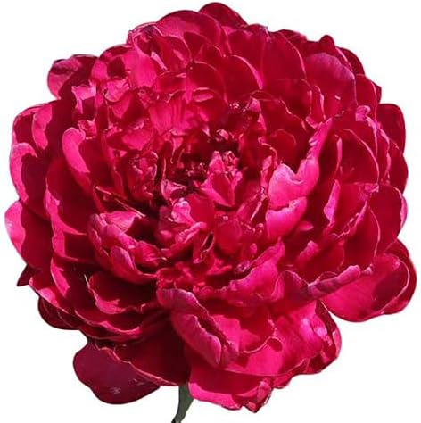 Phillipe Rivoire Double Dark Red Peony - Bare Root 3-5 Eyes