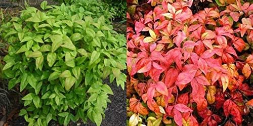 10 Plants Dwarf Nandina Firepower (Ornamental Shrub) Beautiful Rare