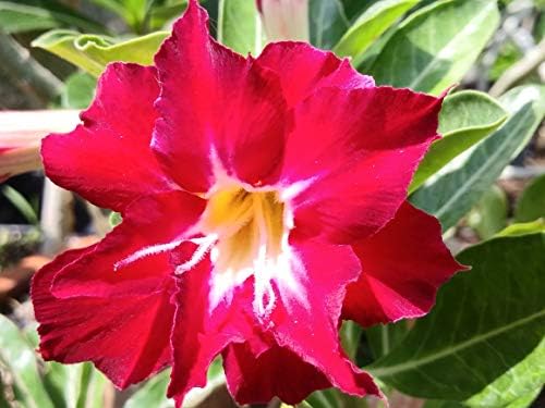 Desert Rose Seeds Mixed Colors Adenium Obesum 100 Pack Single and Multi Colored Flowers
