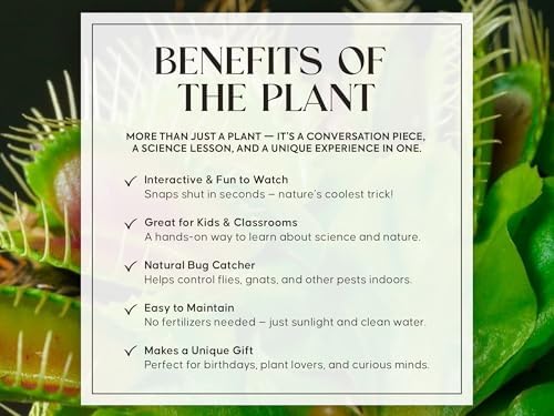 Venus Fly Trap Live Plant with White Ceramic Pot and Carnivorous Plant Soil | Everything to start with carnivorous plants, easy care guide