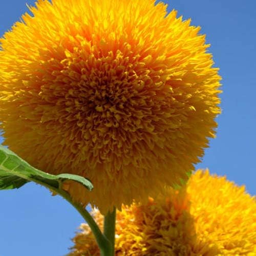 Outsidepride Giant Sungold Sunflower Seeds for Planting - 500 Pcs Annual, Easy to Grow Flower Seeds w/Vibrant