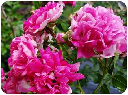 Seven Sisters Climbing Rambler Rose - Antique Heirloom Rosa Hybrid - Live Plant - Fragrant Spring Bloom - Double Pink Flower - Emerald Goddess