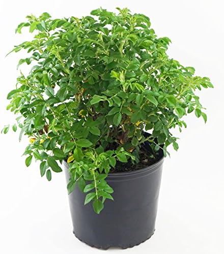 Rosa X Purple Pavement (Rose) Rose, purple flowers, #3 - Size Container