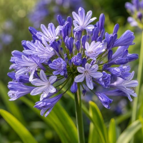Blue Agapanthus Africanus Lily of the Nile | 30 Live Plants | Easy Care, Perennial Blooms, Attracts Pollinators, Drought Tolerant, Garden Borders, Ornamental Foliage, Summer Flowers