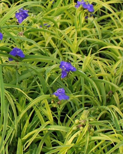 Perennial Farm Marketplace Tradescantia andersoniana 'Sweet Kate' (Spiderwort) Perennial, Size-#1 Container, Brilliant Gentian Blue Flowers
