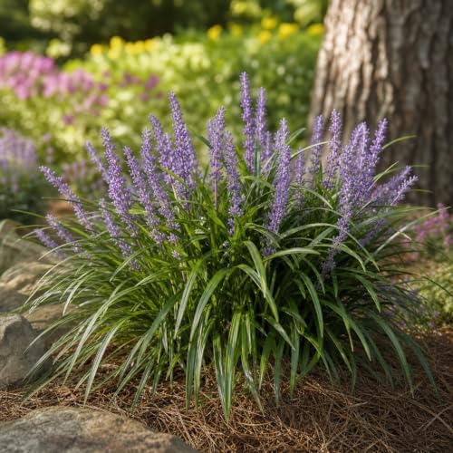 Emerald Goddess Liriope Muscari - 3 Live Plants - Drought Tolerant Low Maintenance Evergreen Ground Cover Grass