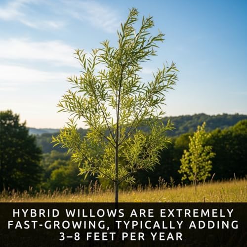 24 Jumbo Hybrid Willow Tree Cuttings - Approx 10 inches Tall, 5/8 in- 1+ Inch Thick Root Stock - Fast Privacy Shade Trees - Easy to Grow