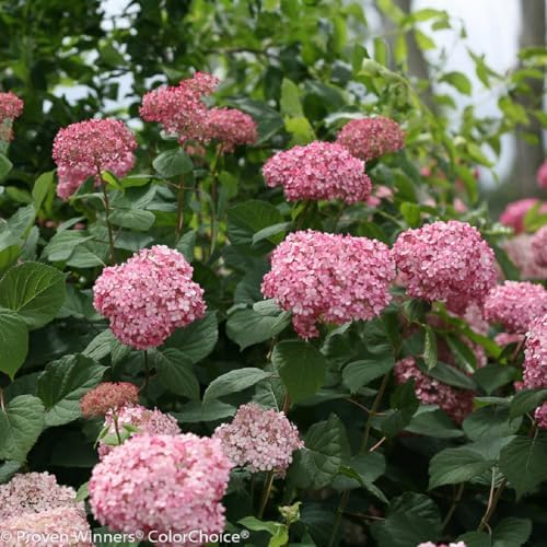 Invincibelle® Spirit II Hydrangea - 4" Pot - Proven Winners
