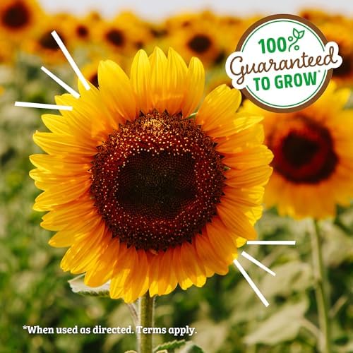 Back to the Roots Sunflower Organic Windowsill Planter Kit - Grows Year Round, Includes Everything Needed for Planting