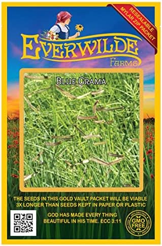 1000 Blue Grama Native Grass Seeds - Gold Vault Jumbo Seed Packet