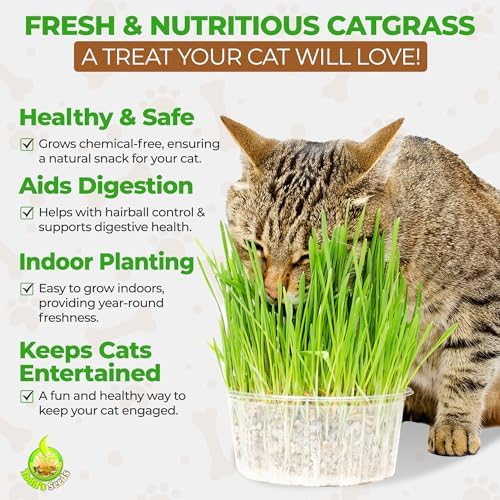 Todd's Seeds Hard Red Wheatgrass Seeds, 5 lb Bulk – Non-GMO | Hard Red Winter Wheat variety. Bulk 5 lb supply. High germination rate. Grow in soil or hydroponics. USA packed.