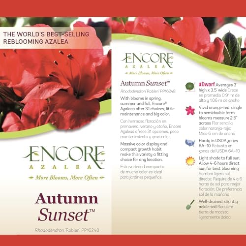 2 Gallon Encore Azalea Autumn Sunset Shrub