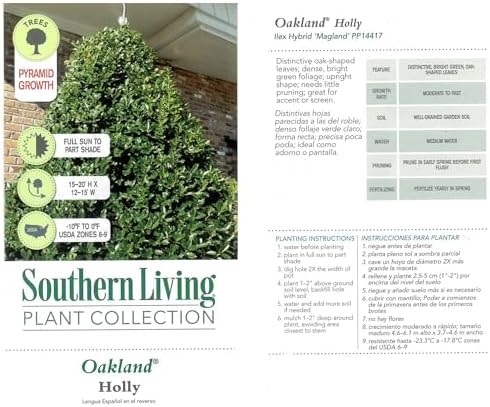 Southern Living 3 Gal. Oakland Holly Shrub