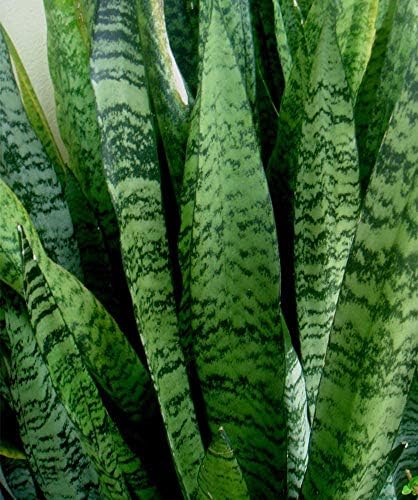American Plant Exchange Snake Plant – Medium 6-Inch Pot Yellow Sansevieria Trifasciata, Drought-Tolerant, Air-Purifying Live Houseplant for Home