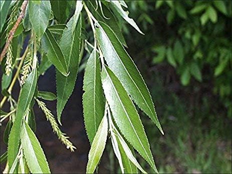 6 Black Willow Trees Cuttings - Easy to Grow - Very Attractive and Fast Growing Shade or Privacy Trees - 6 Live Trees