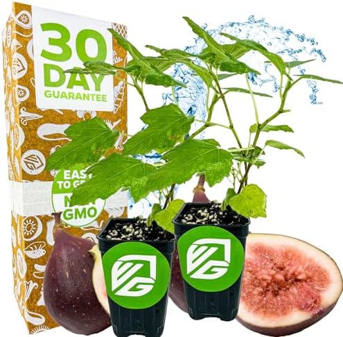Chicago Hardy Fig Tree (1-Pack) Live Starter Plant by Wellspring Gardens | Ficus carica | Hardy & Fruitful | Ideal for Gardens | Purple-Skinned Fig | Edible Landscape Plant | Food forest