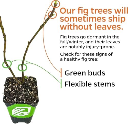 Chicago Hardy Fig Tree (1-Pack) Live Starter Plant by Wellspring Gardens | Ficus carica | Hardy & Fruitful | Ideal for Gardens | Purple-Skinned Fig | Edible Landscape Plant | Food forest
