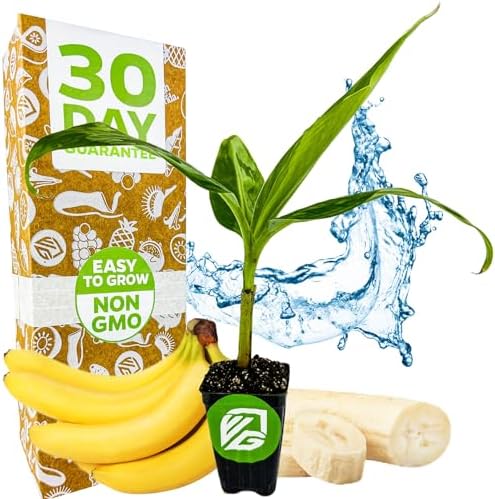 Ice Cream Banana Tree (1-Pack) Live Plants by Wellspring Gardens | Easy to Grow Plants for Nature Lovers & Gardeners- Outdoor Planting in Patio | Musa acuminata