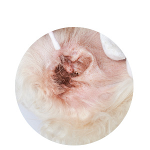 Oxyfresh Ear Cleaner removes wax buildup