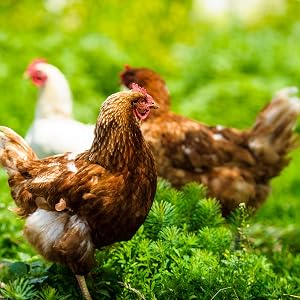 chickens on a homestead