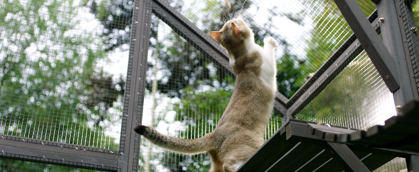 cat catio