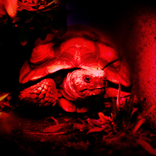 Red Light for Night Observation