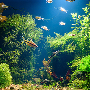 planted aquarium fish aquatic plants light