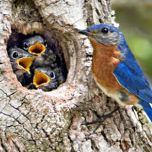 bluebirds natural cavity audubon nest clutch fledgling brood western mountain brirdhouse premium