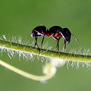 baiting ants, TERRO, why baiting, eliminating ants, pest control, insect control