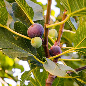 Chicago Fig