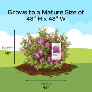Mature Size